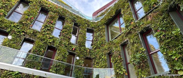 Kita Baakenhafen Hamburg: 1.883 m² lebendige Grünfassade mit über 143.000 Pflanzen